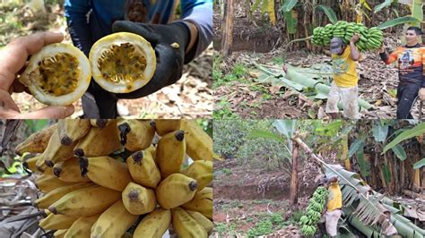 Recorde Colheita De Banana Mais De Bananas Em Um Nico Cacho