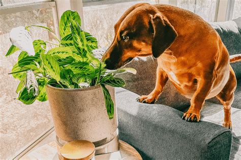 How Do I Stop My Dog From Eating Houseplants