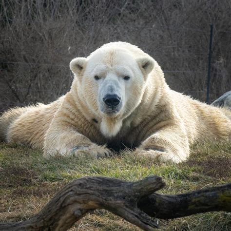 Polar Bear | Columbus Zoo and Aquarium