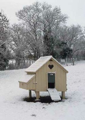 Keeping Chickens In Cold Weather A Complete Guide