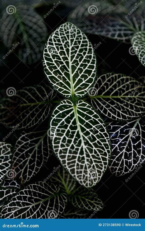 Vertical Closeup Of Nerve Plant Foliage Fittonia Albivenis Stock Photo