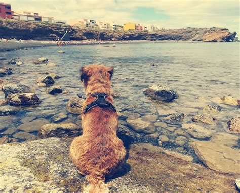 Condition de détention Chien et chat Animaux de compagnie Vos