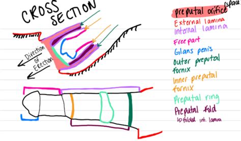 Anatomy Cumulative Final Flashcards Quizlet