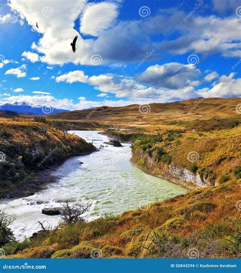 Huge Andean Condors Flying Over Water Stock Photo - Image of chile, america: 50844294