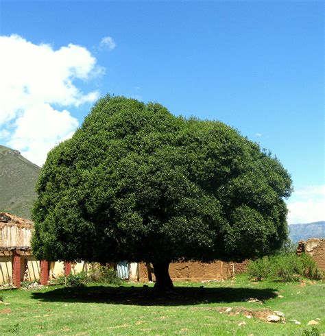 El Arbol De Quina Ciencias Pe