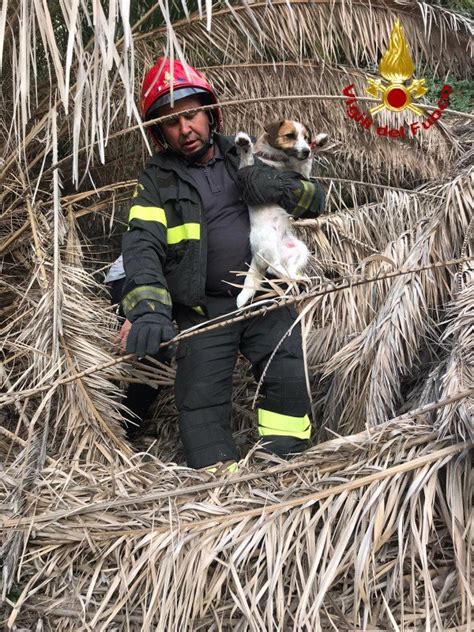 Capo Milazzo ME Cagnolina Cade In Un Dirupo Salvata Dai Vigili Del