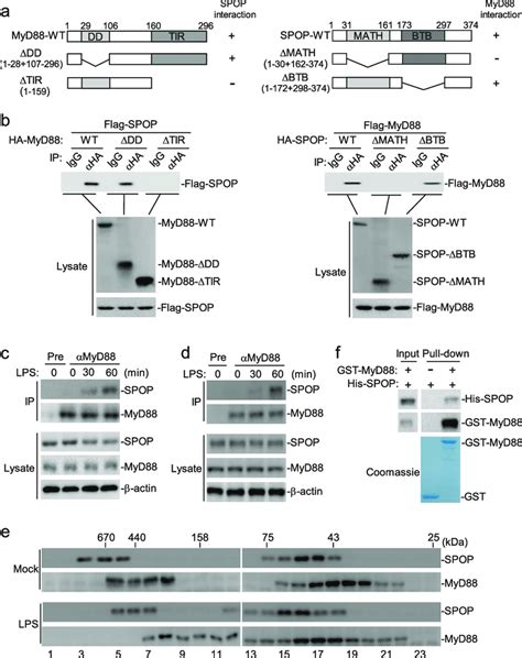 Spop Interacts With Myd88 A A Schematic Presentation Of Full Length