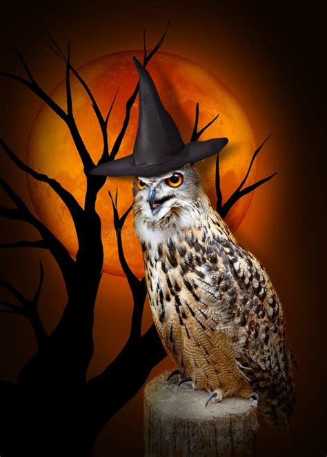 Halloween Owl with hat stock image. Image of rapacious - 78319181
