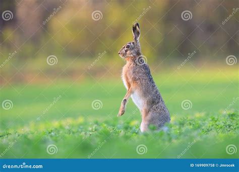 Brown Hare Standing on a Rear Legs in Vertical Position on a Field in Spring Stock Photo - Image ...