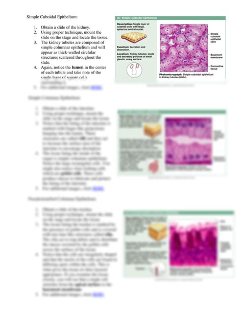 Solution Histology Tissues Classification Studypool