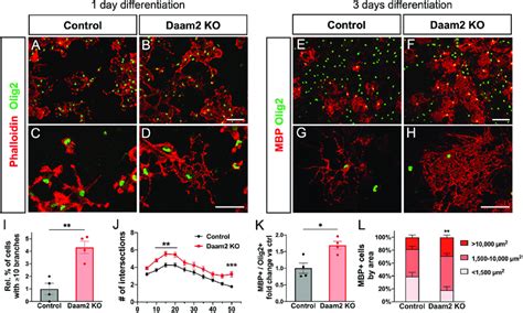 Daam Regulates Ol Morphology In Early And Late Differentiation A H In