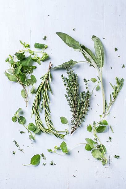 Sage Herb Stock Photos Pictures And Royalty Free Images Istock