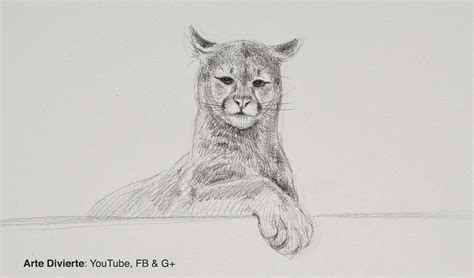 C Mo Dibujar Un Puma Narrado Mira El Tutorial Youtu Be Flickr