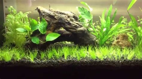 Aquascaping For Beginners Dwarf Hairgrass Youtube