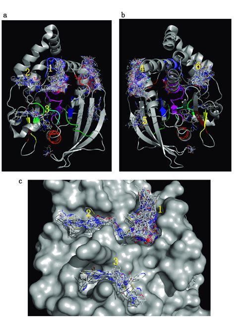 Blind Docking Results For Ptp1b The Structure Of Ptp1b Is Shown As A