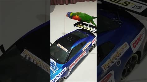 Bird Rides RC Car || ViralHog - YouTube