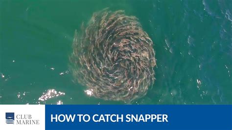 How To Catch Snapper With Al McGlashan Club Marine TV YouTube