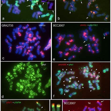 In Situ Hybridization With Probes Pta S Rdna Pta S Rdna