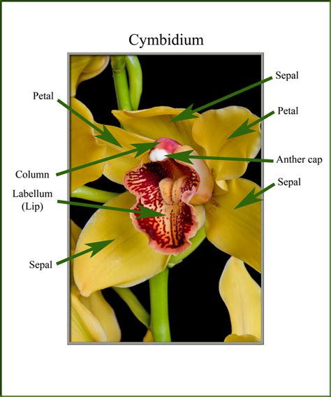 Cymbidium Orchid Anatomy Orchid Flowers