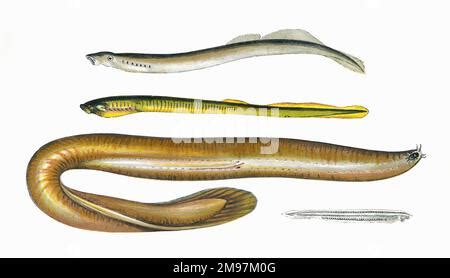 Lancelet Or Amphioxus Branchiostoma Lanceolatum Is A Marine