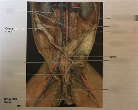 Cat Female Reproductive System Diagram Quizlet