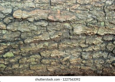 rough pine wood texture background hd stock photo  shutterstock
