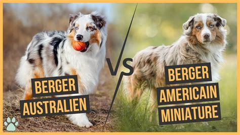 Berger Australien Vs Berger Américain Miniature Comparaison YouTube