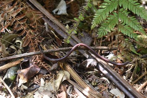 Redhead Worm From Parque Ecologico La Romera On May 2 2022 At 02 30 PM