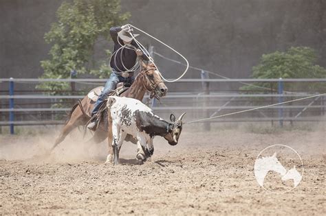 What Is Calf Roping Or Tiedown Roping? - Horses & Foals