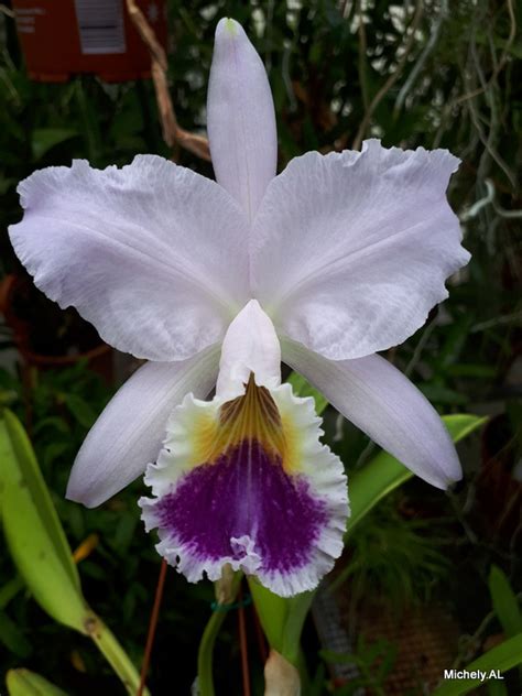 Cattleya Labiata F Coerulea