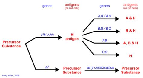 ABO and Antibodies Flashcards | Quizlet