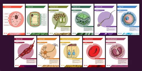 Labelled Cells Display Posters Twinkl Teacher Made