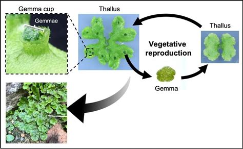 Study finds degree of asexual reproduction in liverwort plants is ...