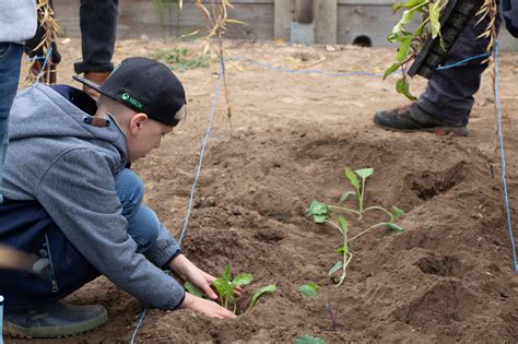 Bohnen Zwiebeln Karotten Im Neuen Gem Segarten Der Jakob Reeb Schule