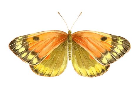 Mariposa De La Naranja De La Acuarela Ilustración Drenada Mano Stock de