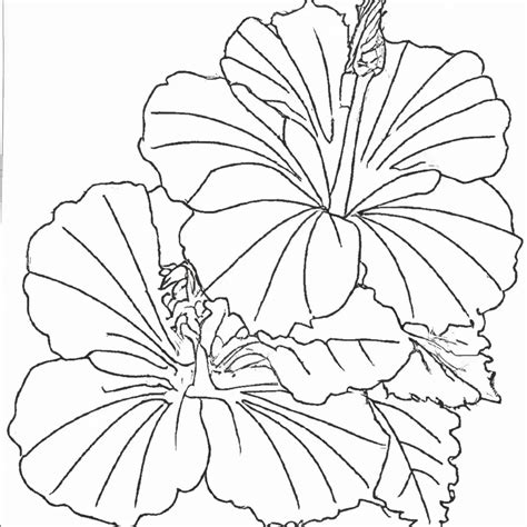 Pinte Um Hibisco E Desfrute Da Arte Desenho Para Colorir