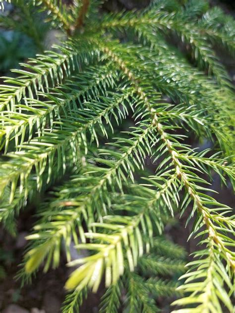 Norfolk Island Pine X Araucaria Heterophylla X Is A Conifer