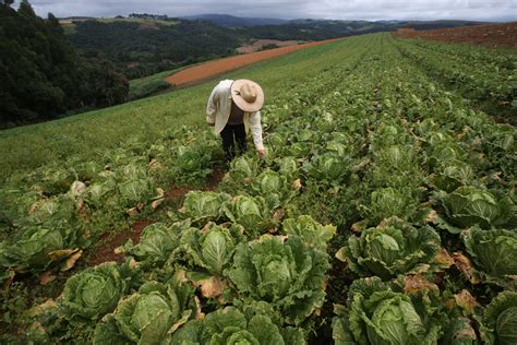 O Que Agricultura De Baixo Carbono E Quais Seus Entraves Nexo Jornal