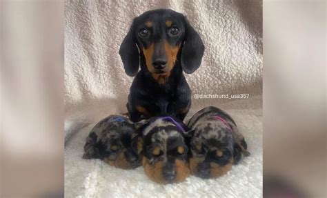 7 Pup-Tastic Mini Dachshund Growth Stages