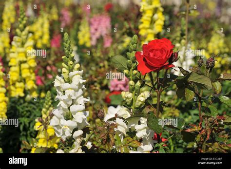 Garden Flowers in a park. Photographed in Jerusalem in April Stock ...