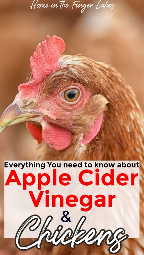 Should I Add Apple Cider Vinegar To My Chickens Water Home In The Finger Lakes