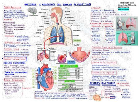 Anatomía Y Fisiología Del Sistema Respiratorio Resúmenes De