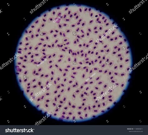 Red Blood Cell Nucleus