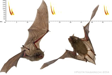 African Bats Conservation In The Time Of Ebola — Jen Guyton