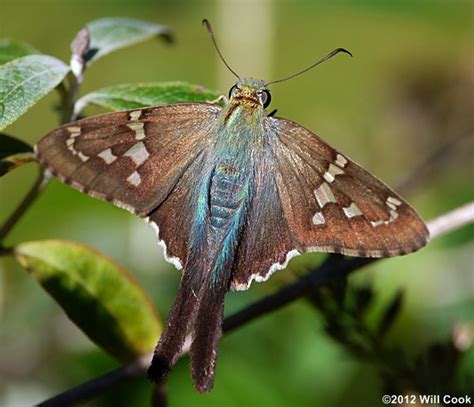 Long Tailed Skipper