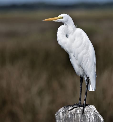 Ver Una Garza Significado Espiritual Y Biblico Que Significa Ver Una