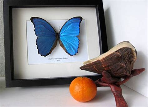 Perfect Gift Giant Morpho Didius Real Butterfly From Peru In Shadowbox