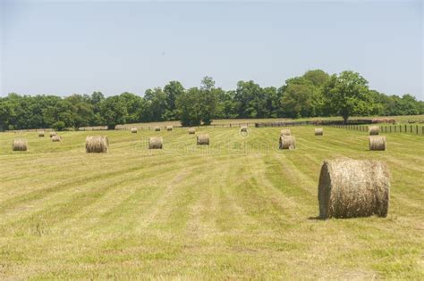 Round Bales Of Hay Stock Image Image Of Field Bales 157823683