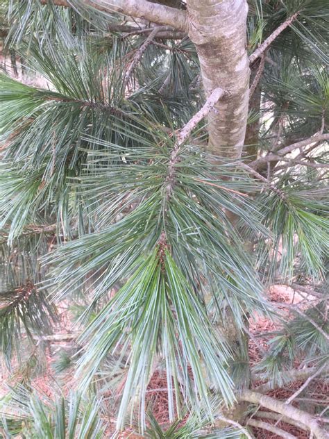 Tree of the Month - Limber Pine Tree | Cherokee Tree Care