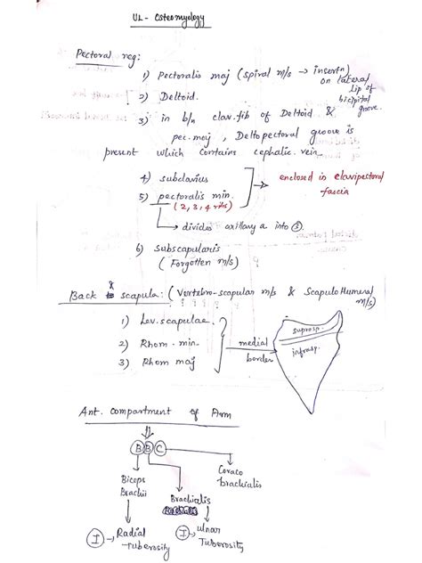 Clavipectoral Fascia, Axilla, Muscles | PDF